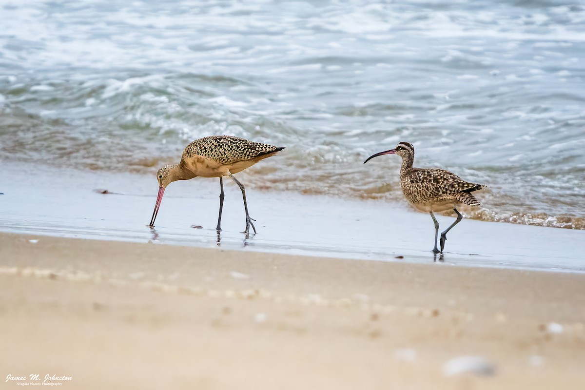 Marbled Godwit - ML609276178