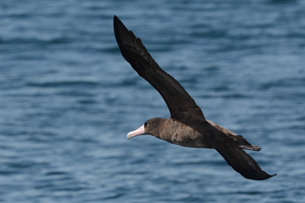 albatros bělohřbetý - ML609276439