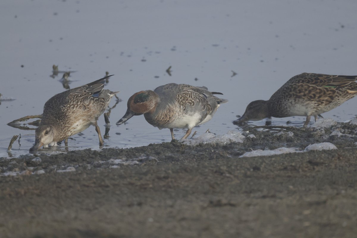 Green-winged Teal - ML609276489