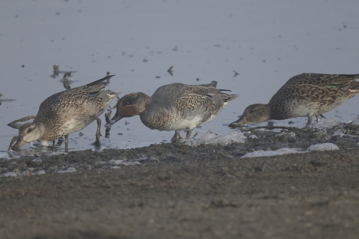 Green-winged Teal - ML609276490