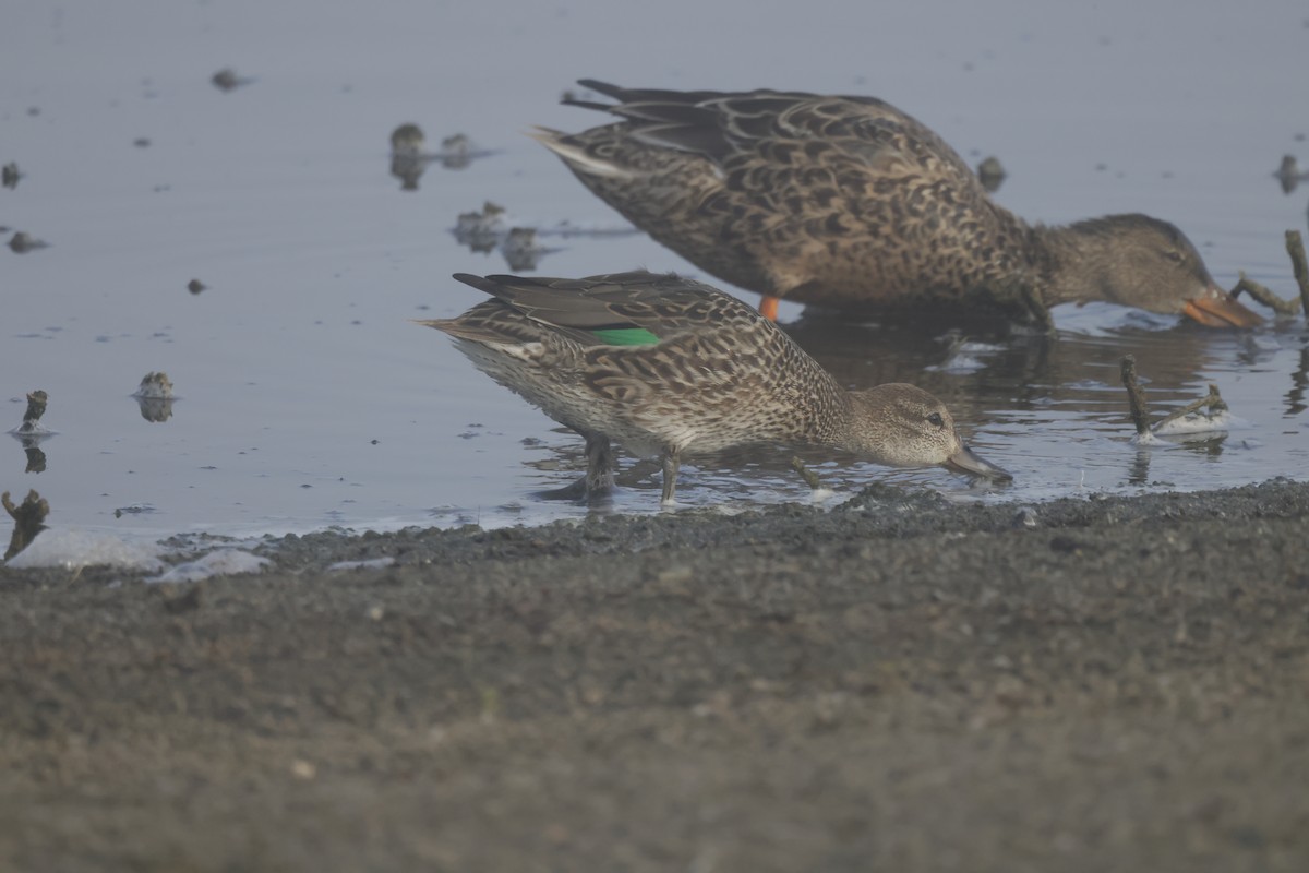 Green-winged Teal - ML609276491