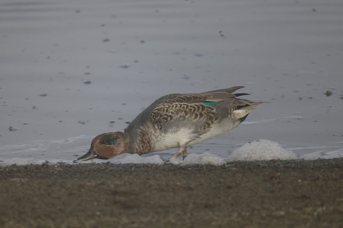 Green-winged Teal - ML609276492