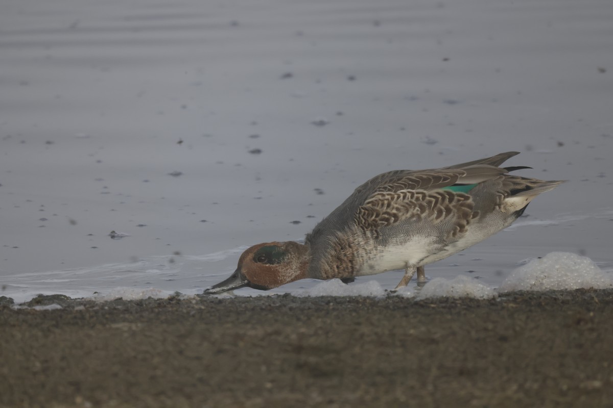 Green-winged Teal - ML609276493