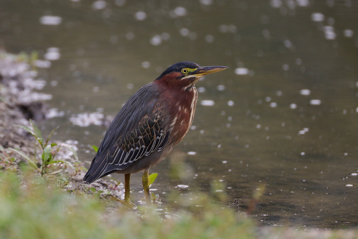 Green Heron - Andrew Thomas 🦅🪶