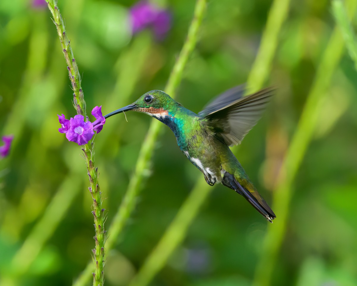 kolibřík lesklý - ML609276588
