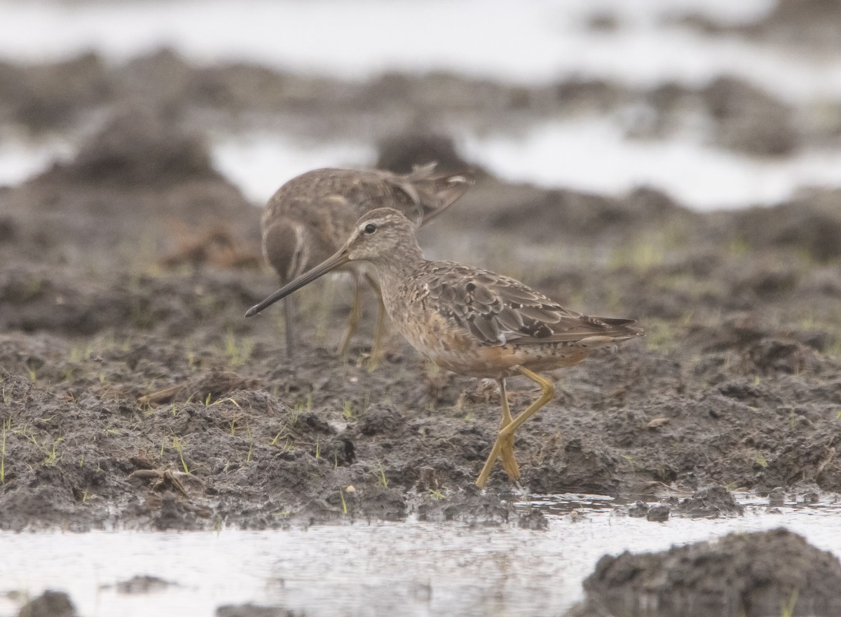 Long-billed Dowitcher - ML609276718