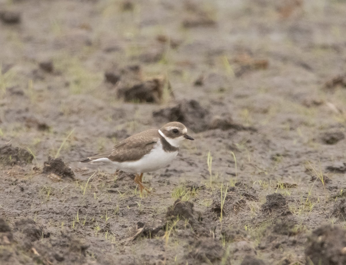 Semipalmated Plover - ML609276728