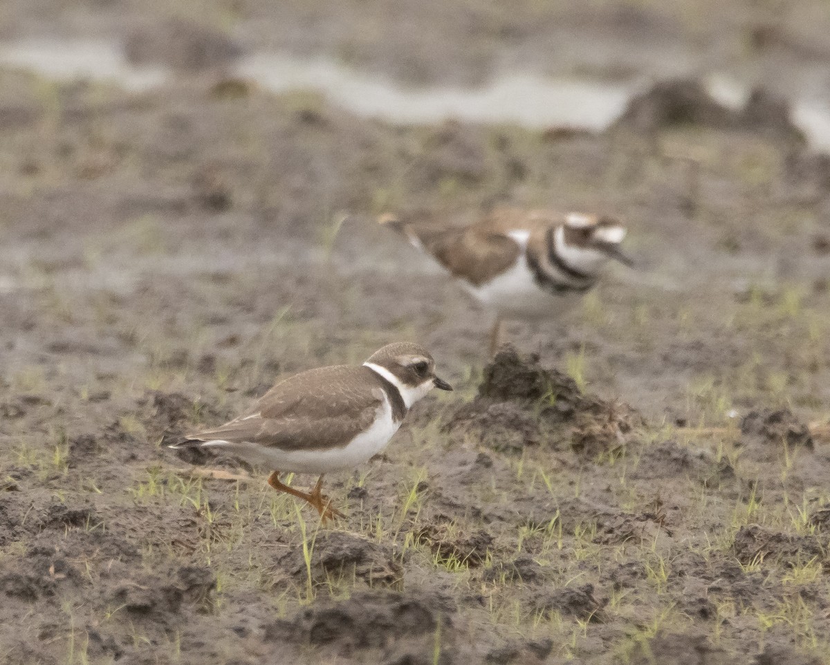 Semipalmated Plover - ML609276729