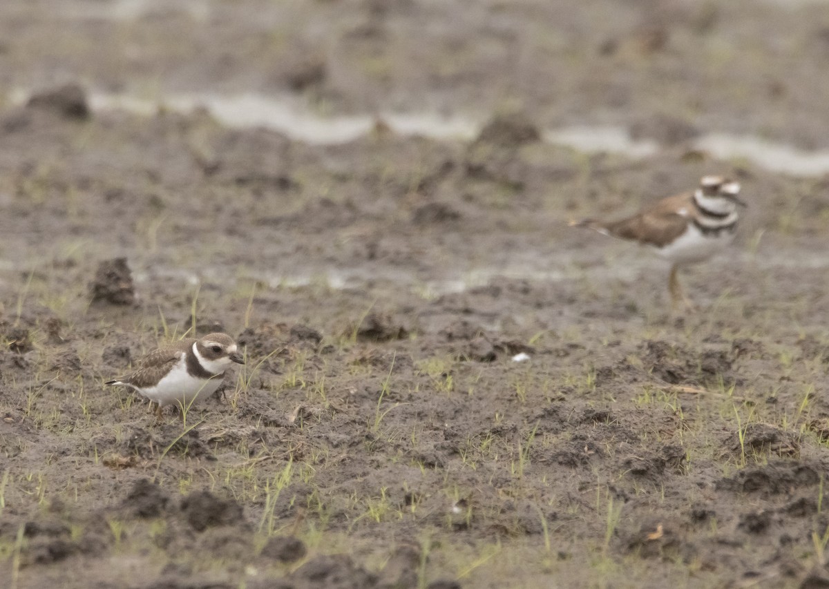 Semipalmated Plover - ML609276731