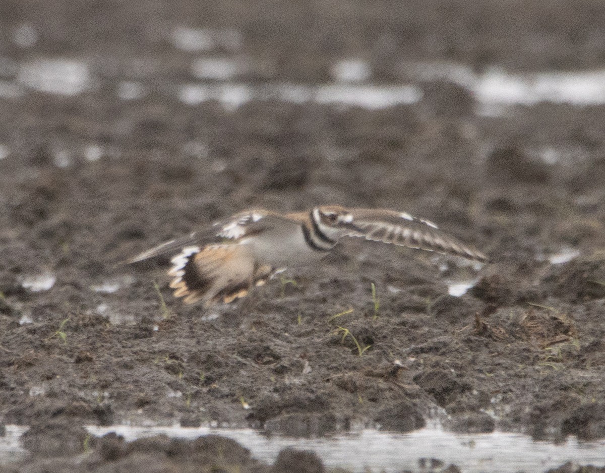 Killdeer - ML609276735