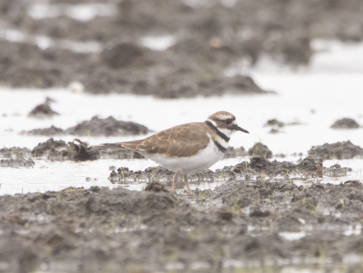 Killdeer - ML609276736