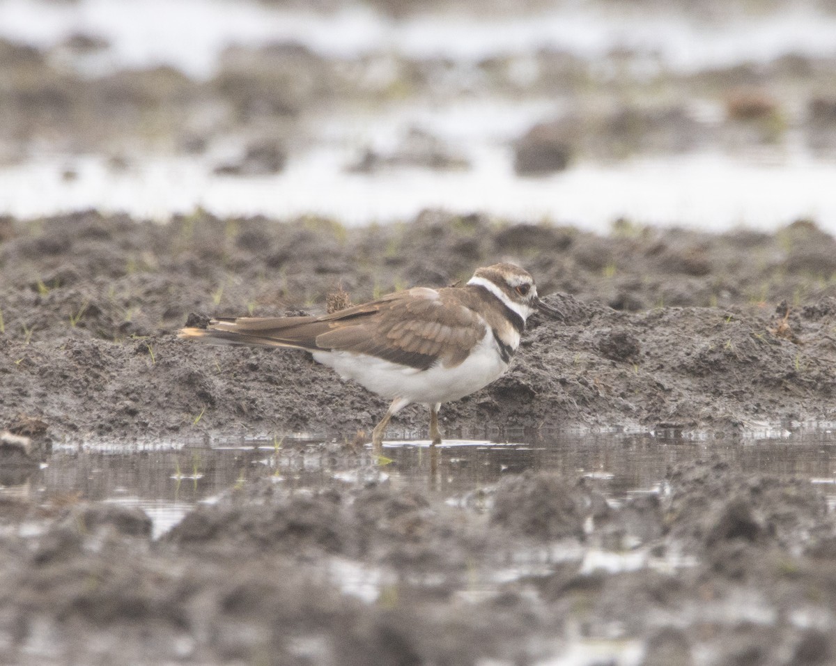 Killdeer - ML609276737