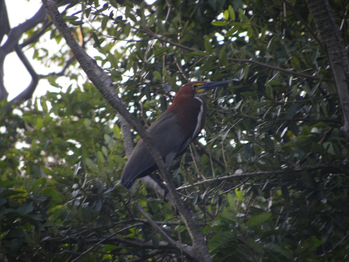 Rufescent Tiger-Heron - ML609276741