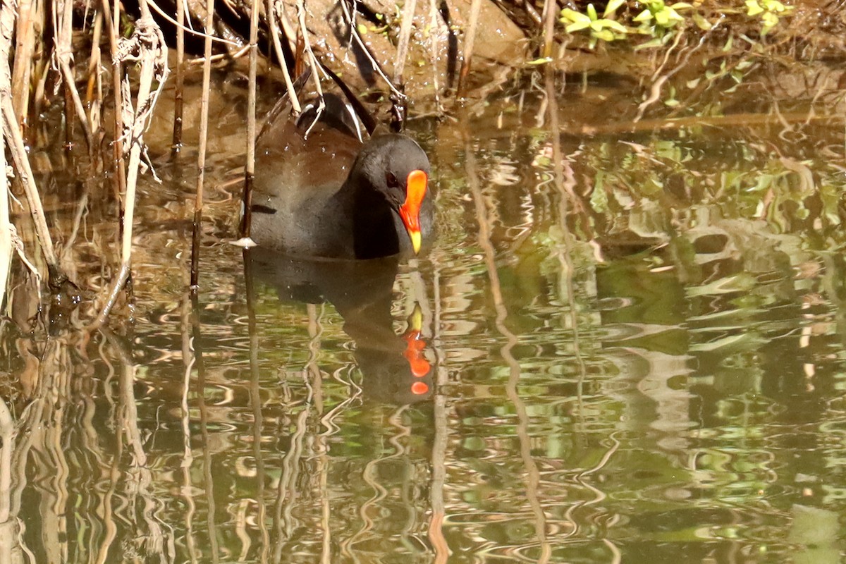 Dusky Moorhen - ML609276745