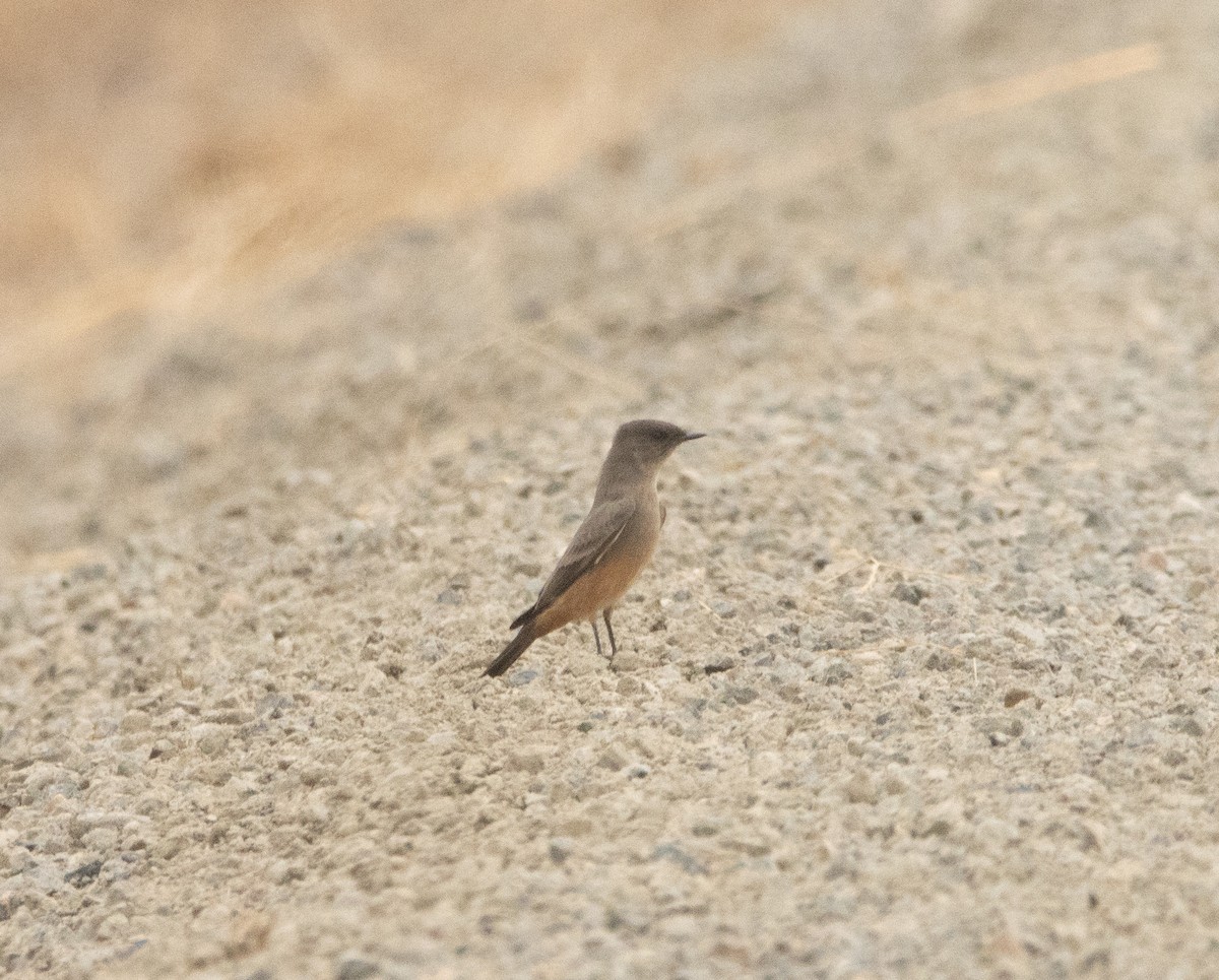 Say's Phoebe - ML609276751