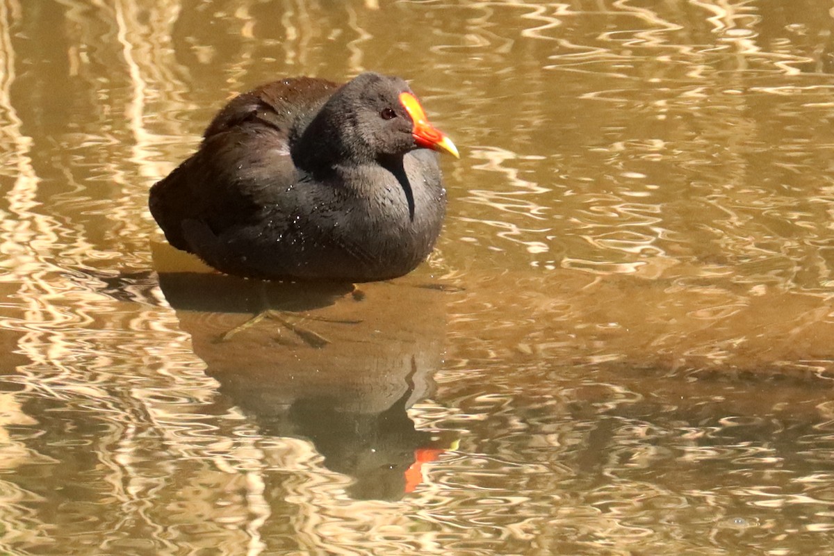 Dusky Moorhen - ML609276755