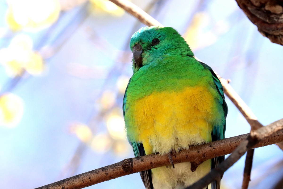 Red-rumped Parrot - ML609276762