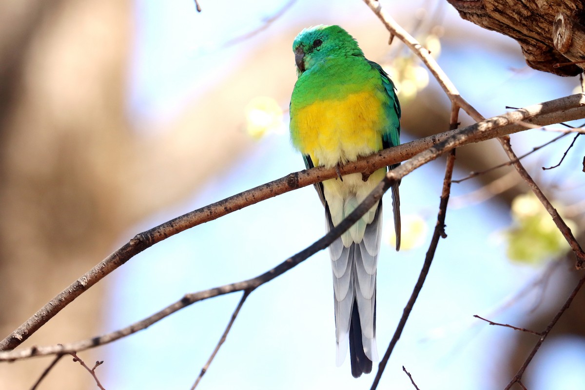 Red-rumped Parrot - ML609276763