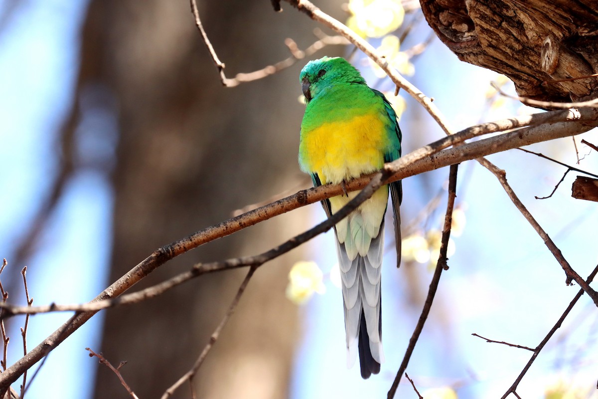 Red-rumped Parrot - ML609276764
