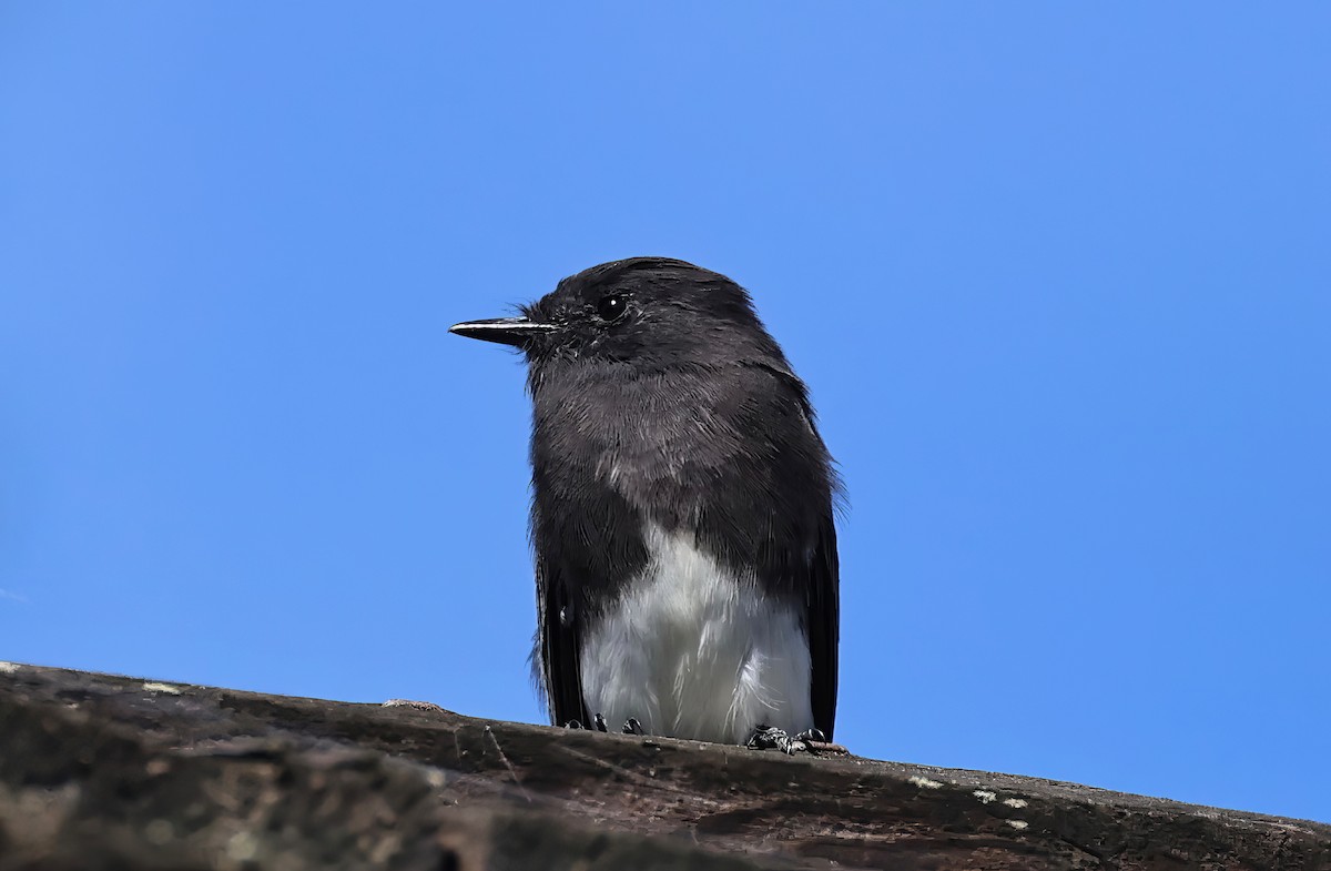 Black Phoebe - ML609276807