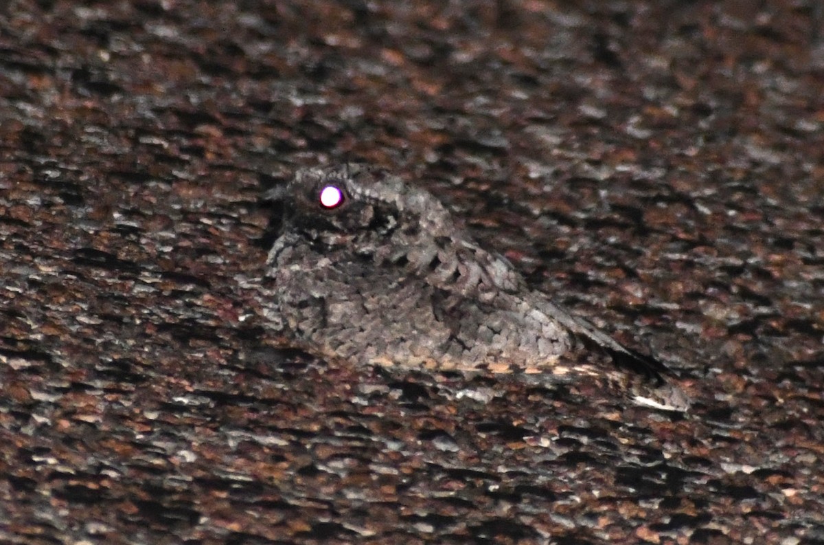 Common Poorwill - ML609276863