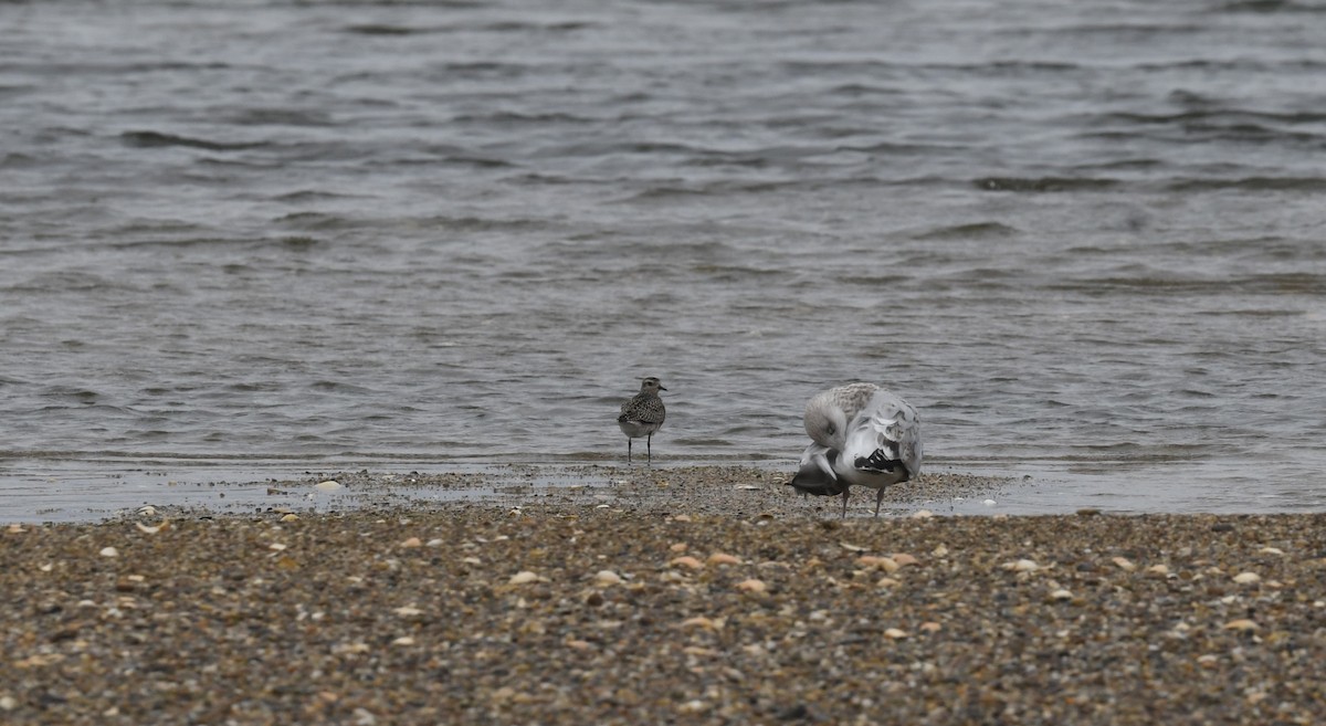 American Golden-Plover - ML609276903