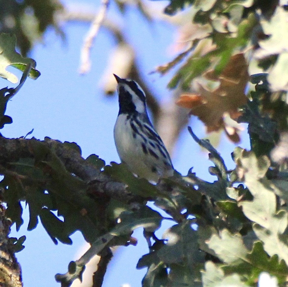 Black-throated Gray Warbler - ML609276966