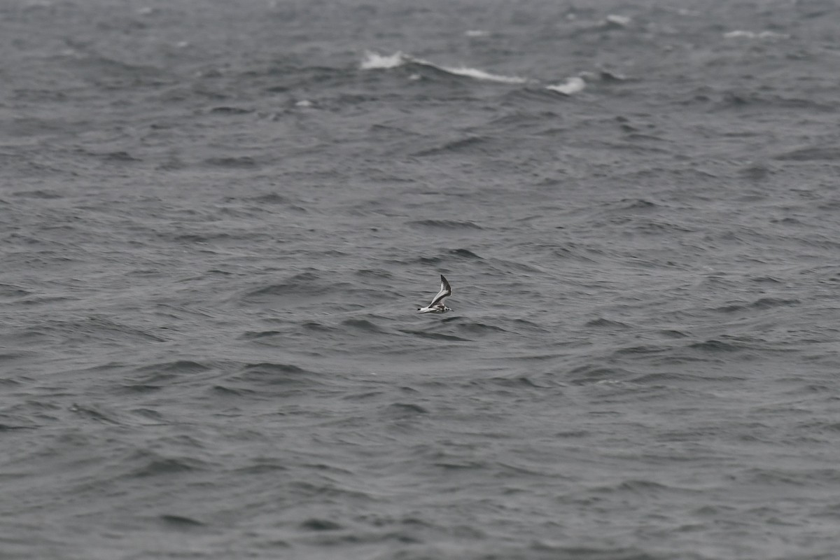 Little Gull - ML609276976