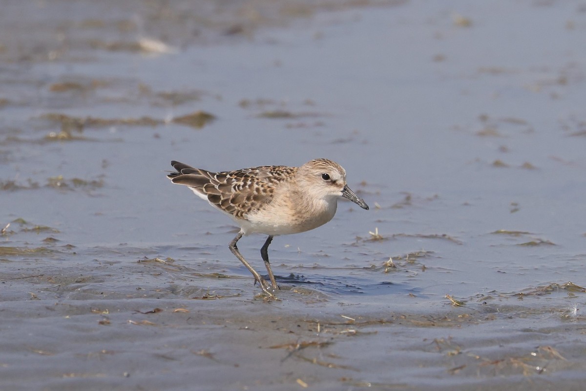 Baird's Sandpiper - ML609277051