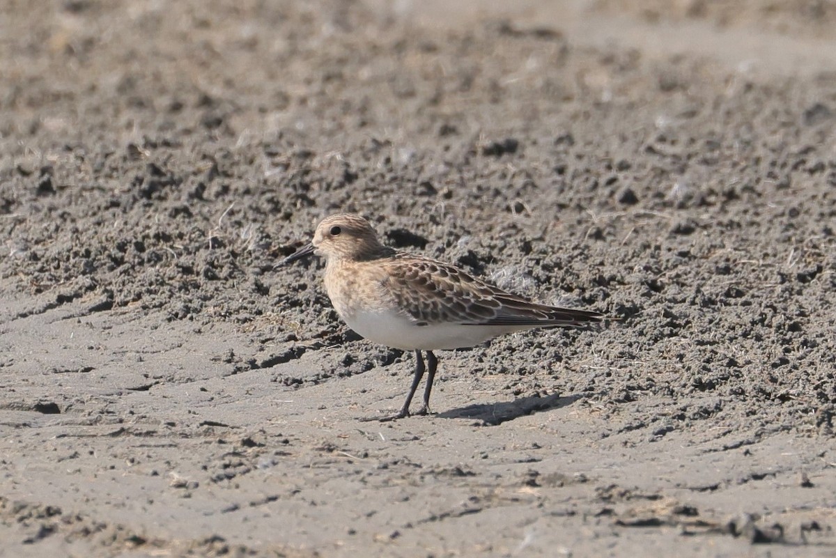 Baird's Sandpiper - ML609277053