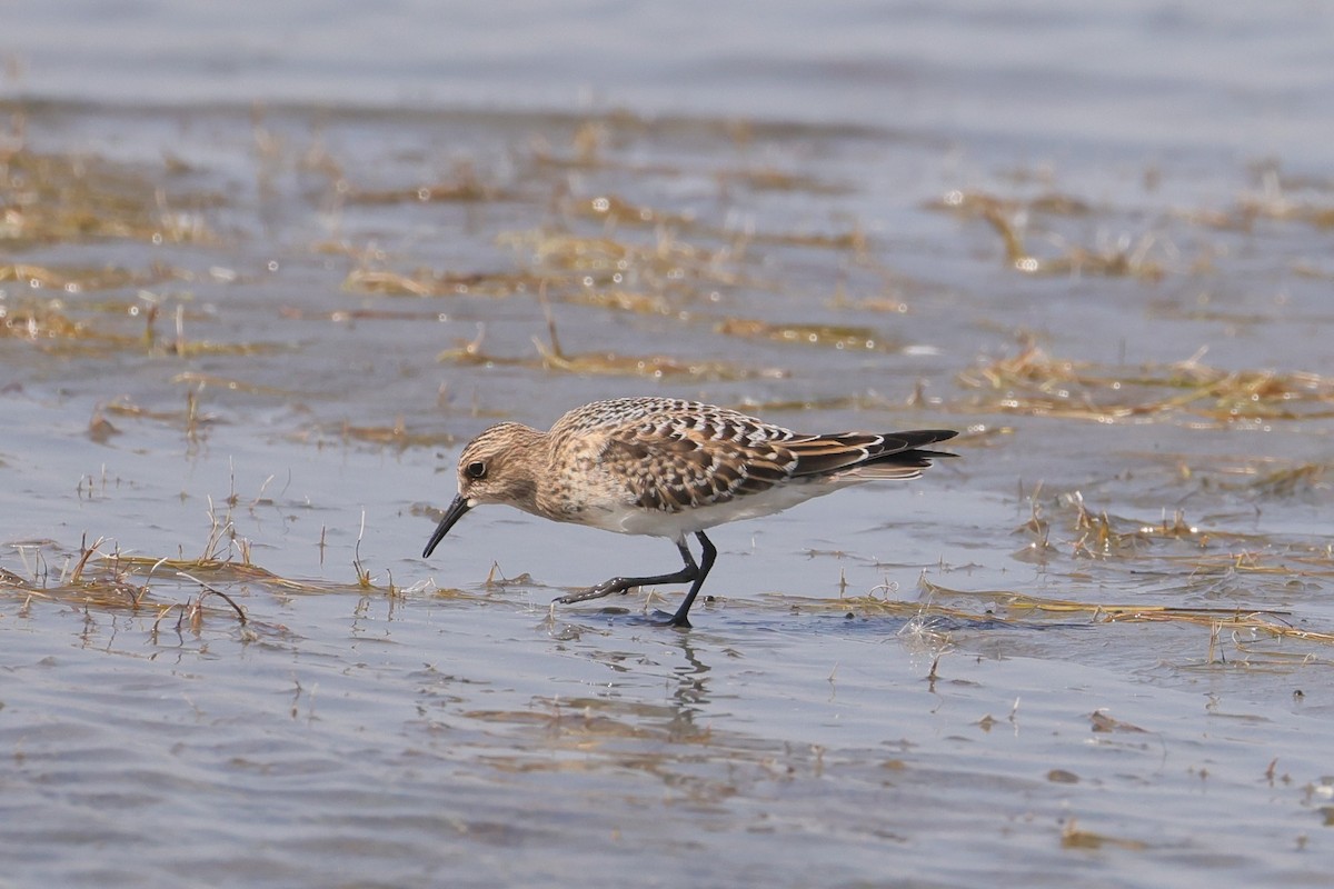 Baird's Sandpiper - ML609277061