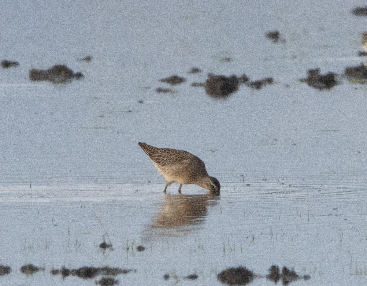 Short-billed Dowitcher - ML609277063