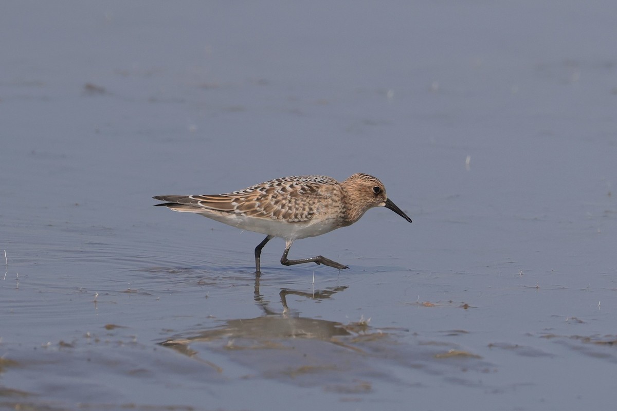 Baird's Sandpiper - ML609277068