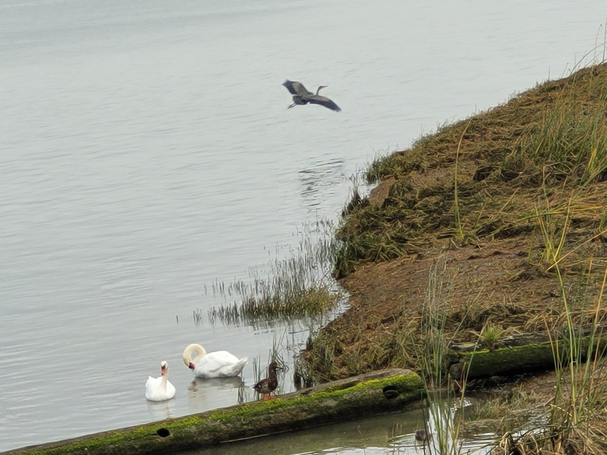 Great Blue Heron - ML609277116