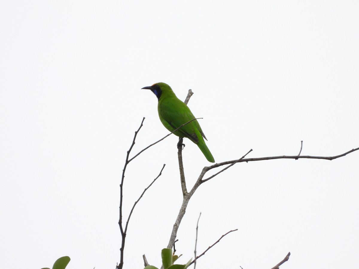 Golden-fronted Leafbird - ML609277125