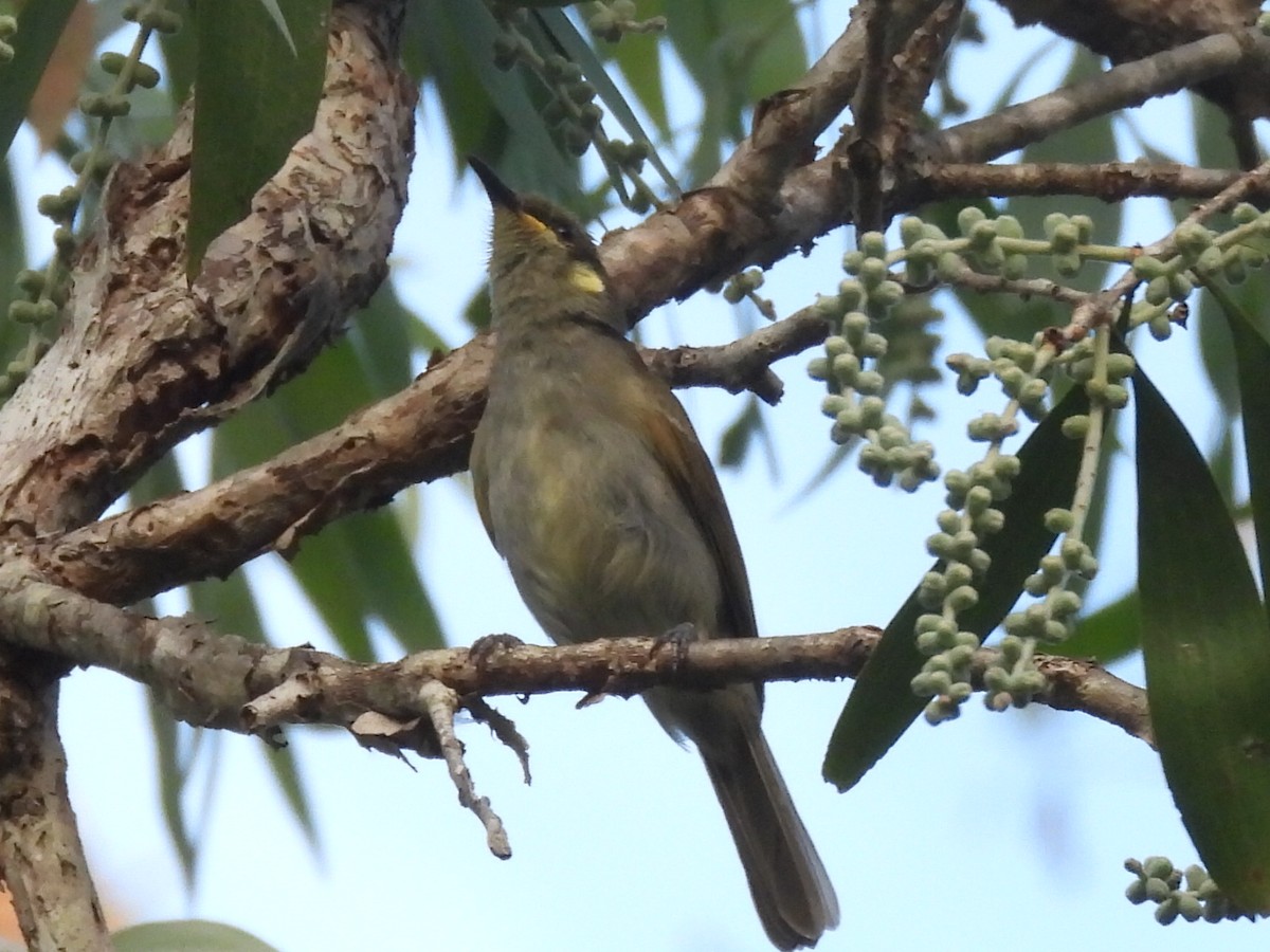 Graceful Honeyeater - ML609277193