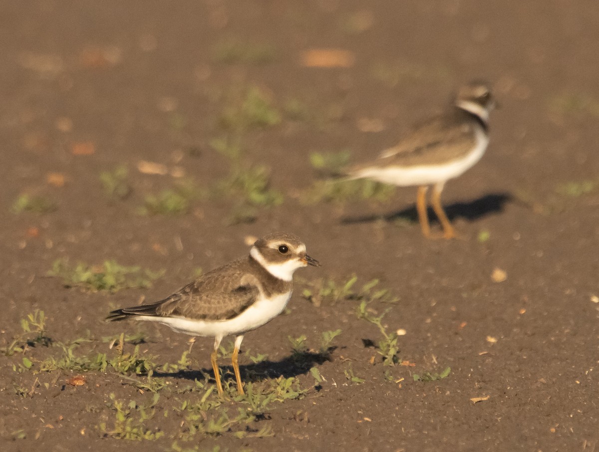 Semipalmated Plover - ML609277257