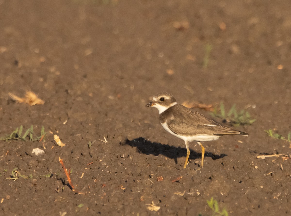 Semipalmated Plover - ML609277258