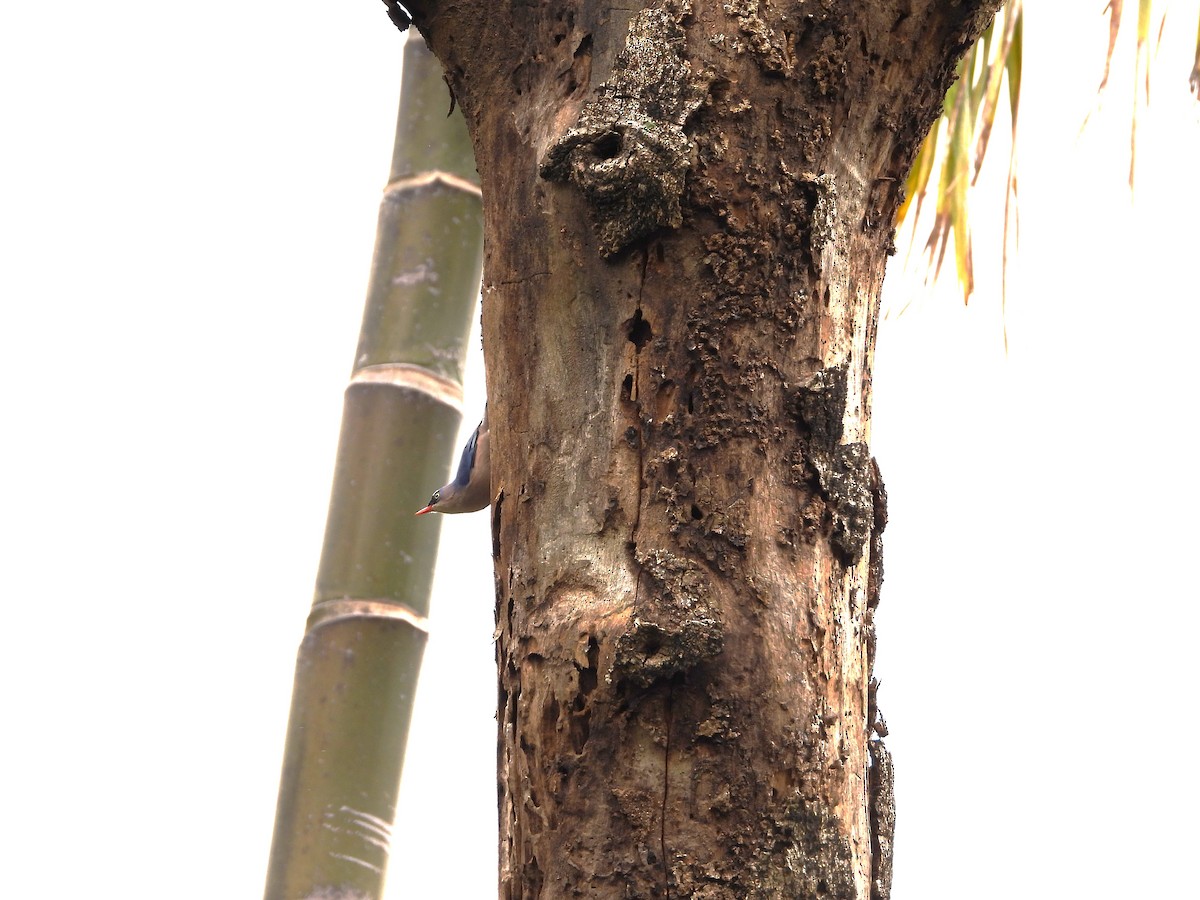 Velvet-fronted Nuthatch - ML609277287