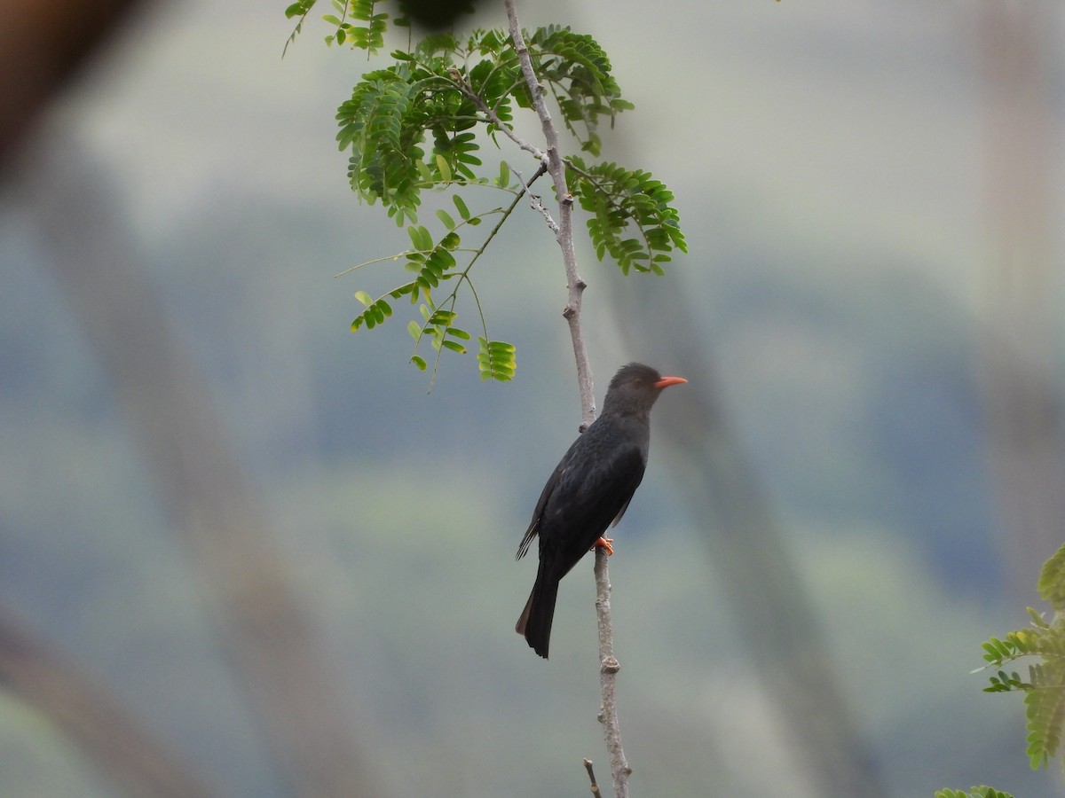 Square-tailed Bulbul - ML609277331