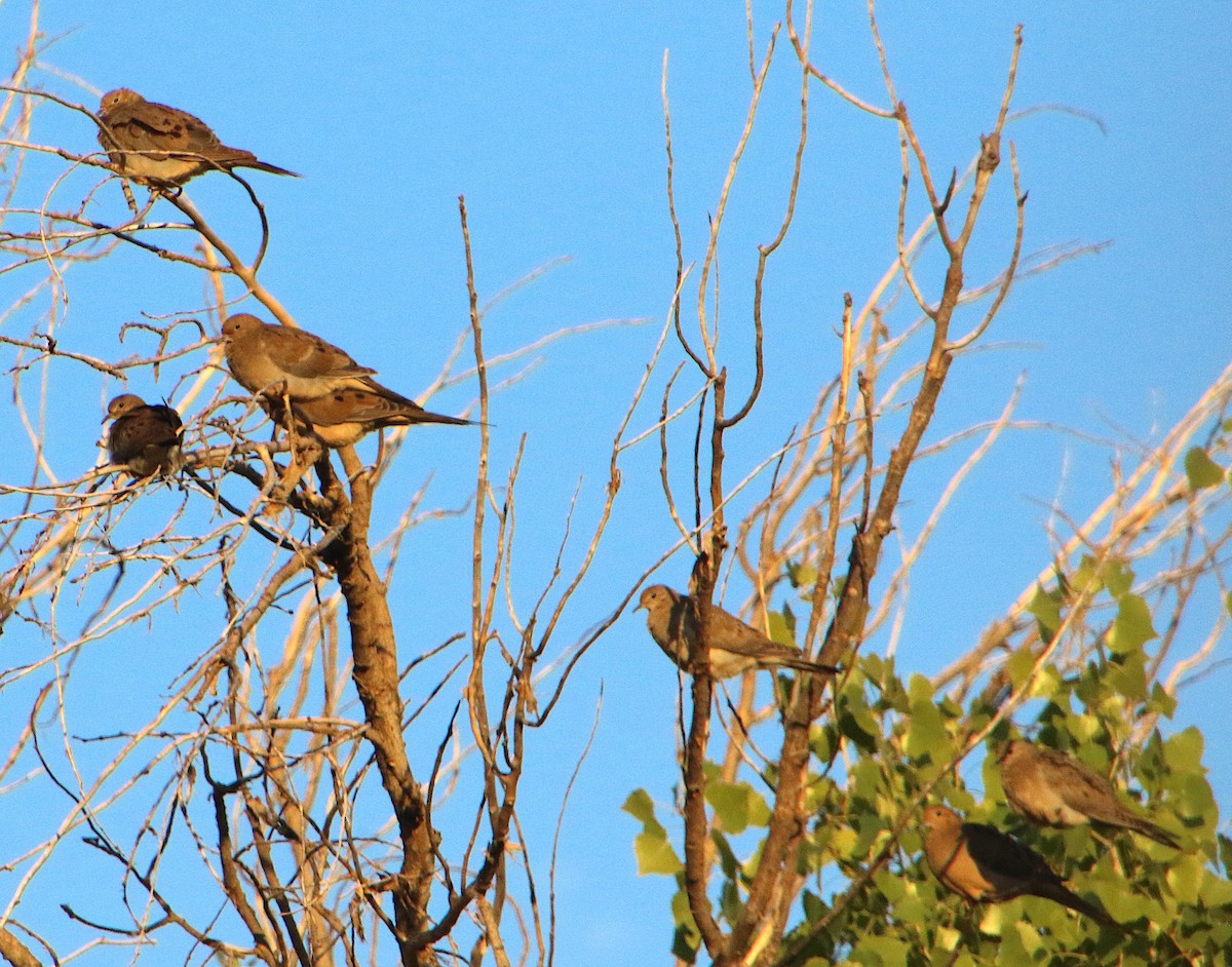 Mourning Dove - ML609277363