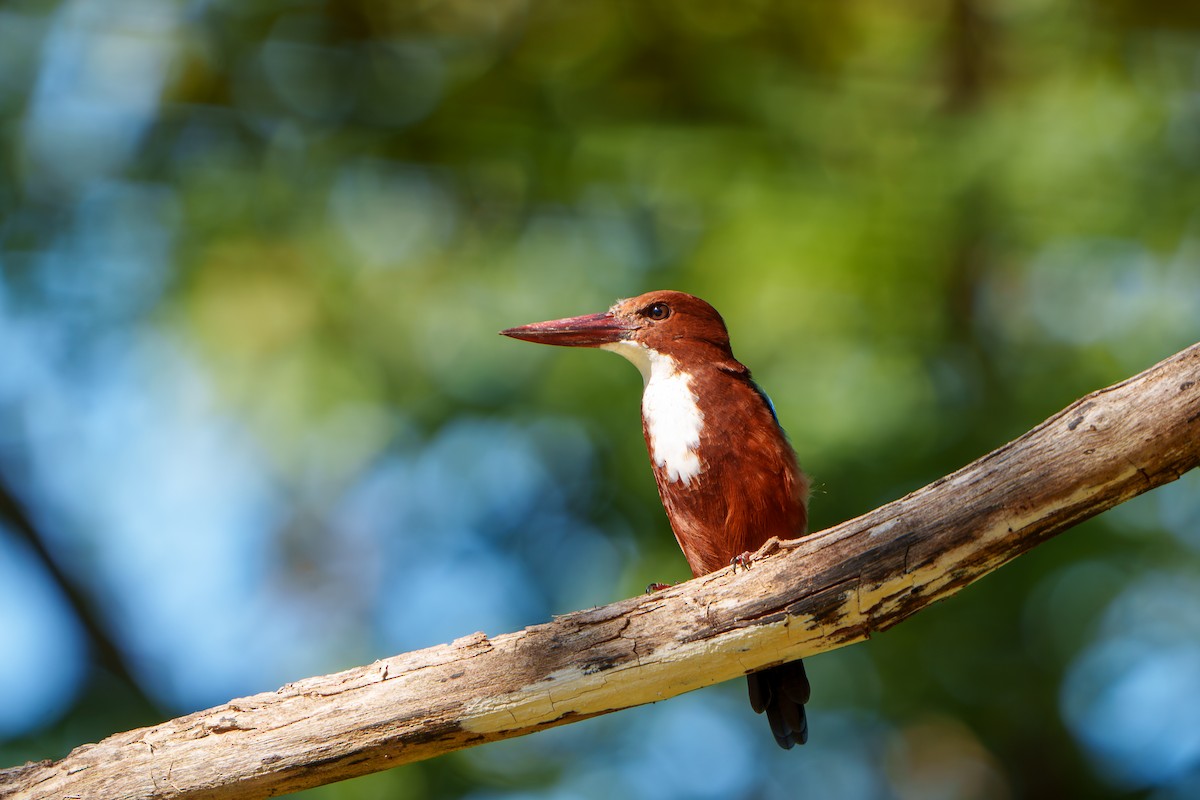 White-throated Kingfisher - ML609277585