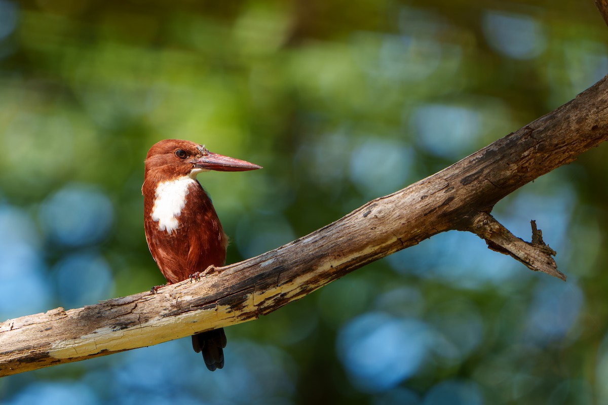 White-throated Kingfisher - ML609277587