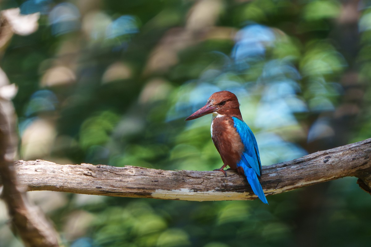 White-throated Kingfisher - ML609277588