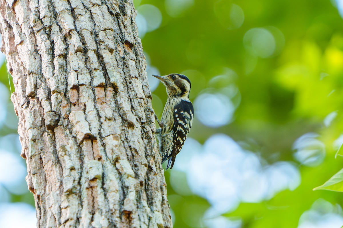 Gray-capped Pygmy Woodpecker - Woramate Boonyavantang