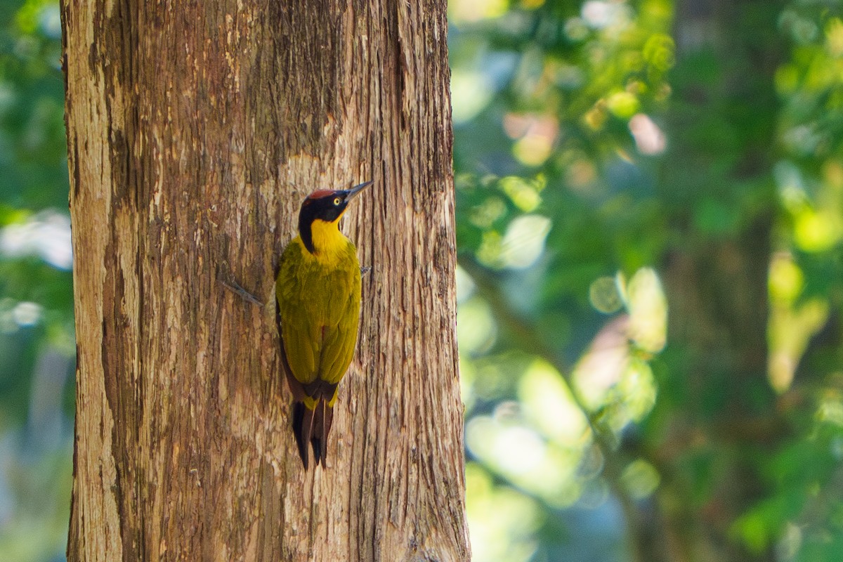 Black-headed Woodpecker - ML609277635