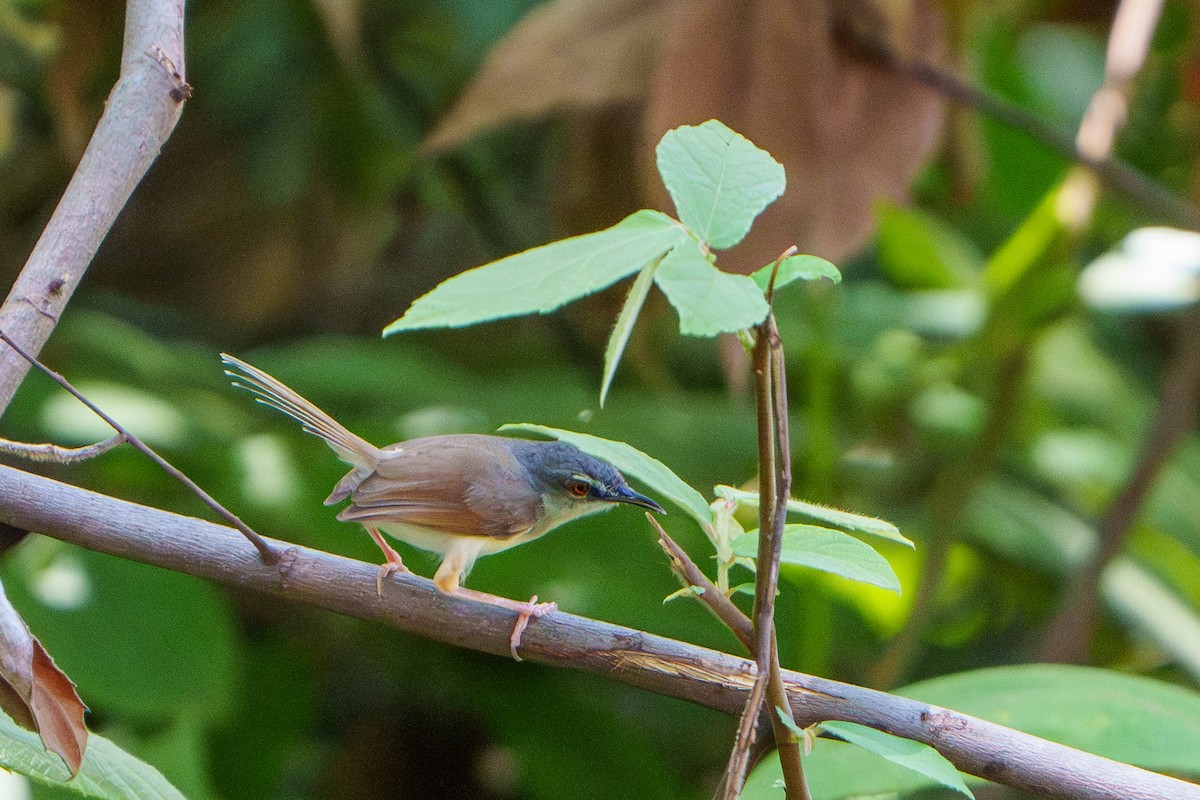 Rufescent Prinia - ML609277664