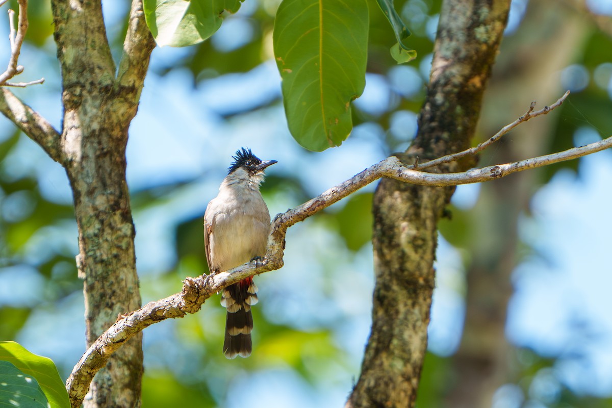 Sooty-headed Bulbul - Woramate Boonyavantang