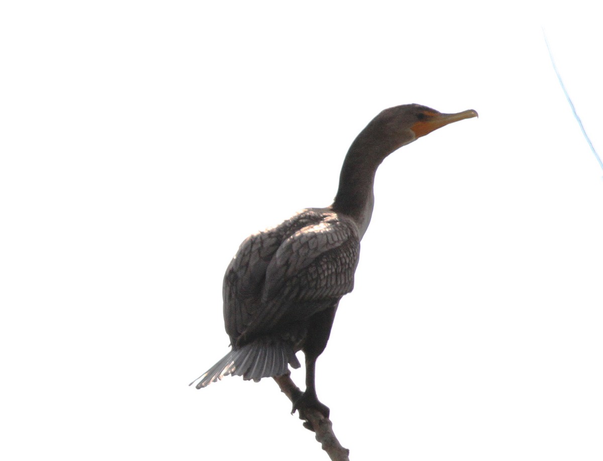 Double-crested Cormorant - Nick Anich
