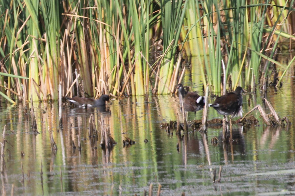 Common Gallinule - ML609277706